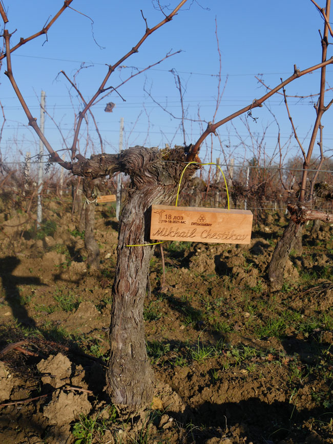 Виноградник на урожай